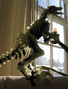 Megaraptor stands on its hind legs